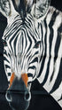 Foulard Zebra